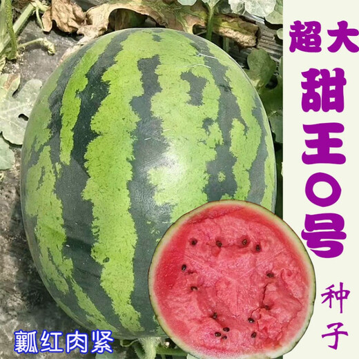 Chunzhiyun Sweet King Watermelon Seed Extra Large Sweet King No. 0 Four Seasons Fruit Seeds with Thin-Skinned Uncracked Melon Red Heart Sweet Original 2,000 Tablets Original 2,000 Tablets (Planted on 2 acres)