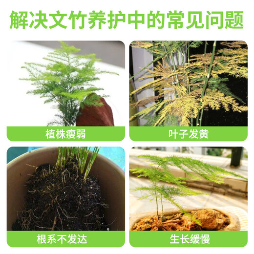 Devodo Asparagus special plant nutrient solution 500mL flower green plant hydroponic flower fertilizer rich bamboo Guanyin bamboo leaf fertilizer