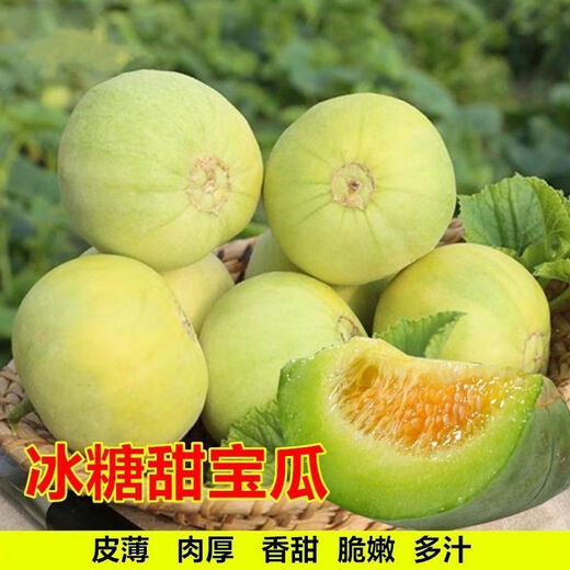 Japanese Sweet Treasure Melon Seeds without scaffolding, super sweet thin skin, large Sweet Treasure Melon seeds for spring, summer and autumn, four seasons fruit seeds without scaffolding, Sweet Treasure Melon Seeds, 2 packs, 200 capsules