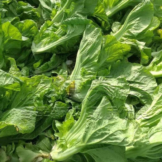 Sichuan Kuanbang green vegetable seeds, pickled pickles, sauerkraut, pickles, medium-ripe large-leaf autumn vegetable seeds, hot product impulse, Kuanbang green vegetable seeds, new this year, RNG9 original factory, 5 packs, about 5,000 grains