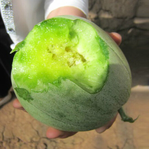 Zhongke Maohua fruit seeds green fragrant melon seeds emerald South Korea emerald green jade green skin green flesh melon seeds green fragrant plum 600 capsules/bag medium green super sweet type