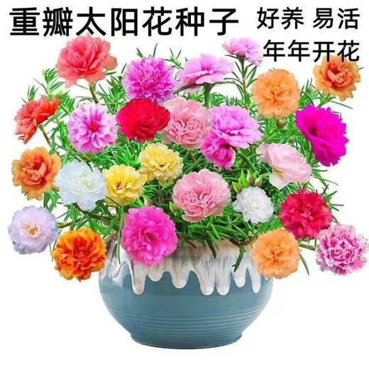 重瓣太阳花种子多层四季太阳花特大花盆栽易活太阳花景观开花不断 重瓣太阳花种子【粒粒精选】 易种植收芽快【15888粒】