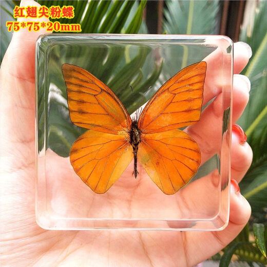 Shanye Butterfly Specimen Real Butterfly Butterfly Insect Animal Resin Specimen Box Natural Butterfly Ornament Photo Frame Decorative Fluorescent Yellow Brazilian Turtle