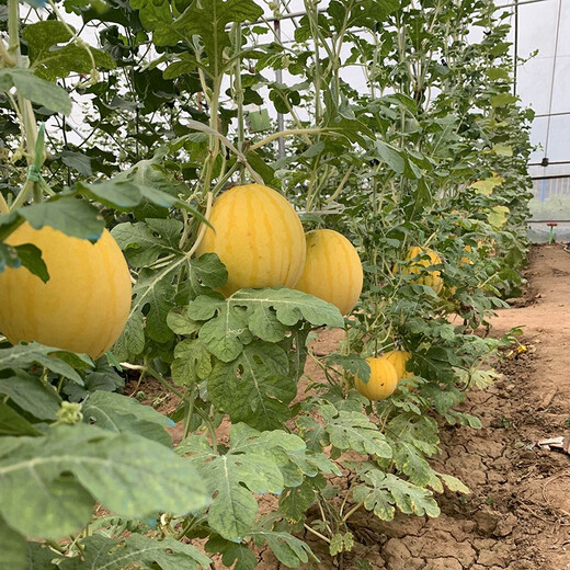 Zhongke Maohua Fruit Seeds Jin Linglong Golden Handsome Watermelon Seeds Yellow Skin Red Flesh Gift Watermelon Seeds Small Super Sweet Picking Garden Zhongke Golden Handsome 20 capsules/bag