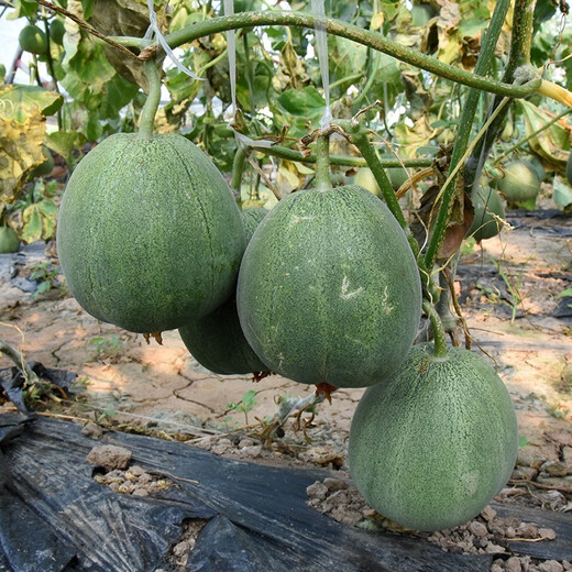 Zhongke Maohua fruit seeds green melon seeds emerald South Korea emerald green jade green skin green flesh melon seeds green jade 600 capsules/bag dark green skin large fruit type