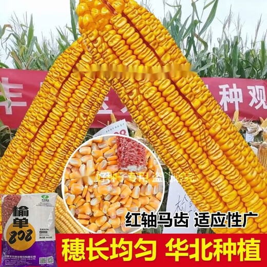 North China corn seed Yudan 808 corn seed high yield big cob corn seed with uniform ear length red shaft dent corn Yudan 808 (about 4400 grains about 3Jin Jin equals 0.5kg) North China planting