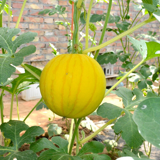 Zhongke Maohua Fruit Seeds Jin Linglong Golden Handsome Watermelon Seeds Yellow Skin Red Flesh Gift Watermelon Seeds Small Super Sweet Picking Garden Zhongke Golden Handsome 20 capsules/bag