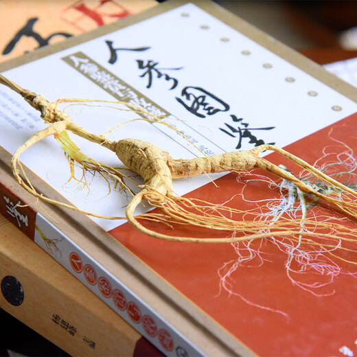 仙草至尊 林下山参12g/根 长白山人参生晒参泡酒煲汤秋冬送长辈礼品