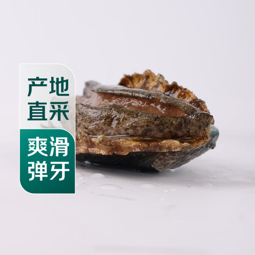 Twisted Abalone 1 fresh medium-sized abalone (14-16 heads/500g)