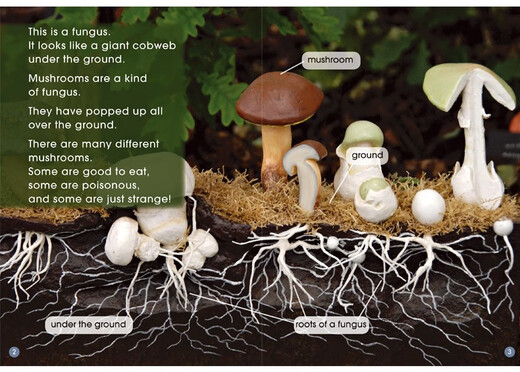 Echte vorgefertigte mehrdimensionale Lektüre (Stufe 9). 12 Bände stehen zum Klicken auf Lektüre zur Verfügung
