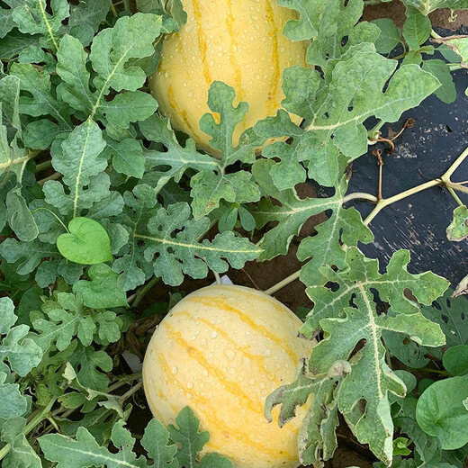 Zhongke Maohua Fruit Seeds Jin Linglong Golden Handsome Watermelon Seeds Yellow Skin Red Flesh Gift Watermelon Seeds Small Super Sweet Picking Garden Zhongke Golden Handsome 20 capsules/bag