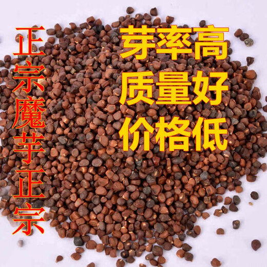 Authentic Yunnan konjac seeds, high-yielding generation of konjac seeds, planted in all seasons, dehydrated and sterilized flower konjac seeds, white konjac half Jin Jin equal to 0.5 kg