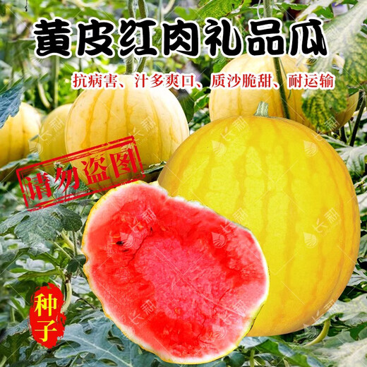 Long-cultivation lazy man watermelon seeds extra large seedless 8424 watermelon seedlings super sweet southern unicorn watermelon fruit and vegetable seeds hybrid golden queen watermelon seeds 200 original