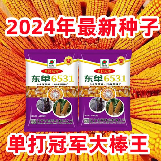 Новый сорт одобрен пятью странами, оригинальный одиночный Dongdan 6531, Академия сельскохозяйственных наук, короткий стебель, большая палка, устойчивость к болезням, устойчивость к полеганию, золотое зерно, высокая урожайность, одиночный Dongdan 6531, 4400 зерен на акр, один акр
