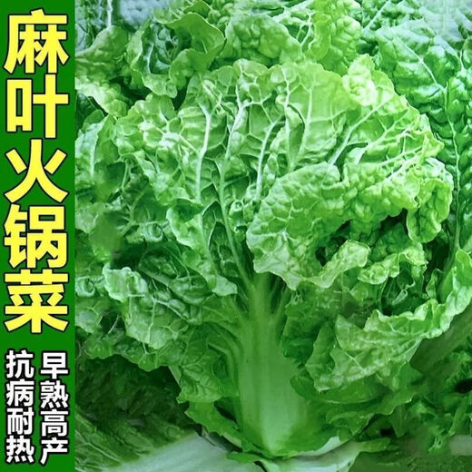 Gluten-free and multi-leaf hot pot vegetable seeds, Chinese cabbage seeds, field cabbage vegetable seeds, high yield, storable, autumn sowing, four seasons, hot pot vegetable seeds, three packs of preferred seeds