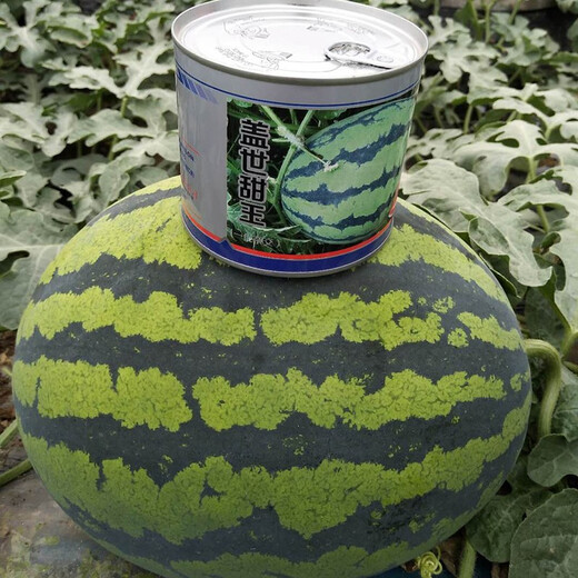 Zhongke Maohua Fruit and Vegetable Seeds Unparalleled Sweet King Watermelon Seeds High Round Big Red Flesh Watermelon Seeds Planted in Myanmar Base Unrivaled Sweet King 10g/bag About 150 capsules