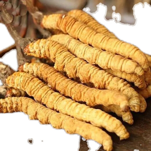Eryabei Authentic First Cordyceps Cordyceps Reinigen großen echten frischen Cordyceps 2025 ausgewählte Trockenwaren Cordyceps 10 große High-End-Acrylflaschen