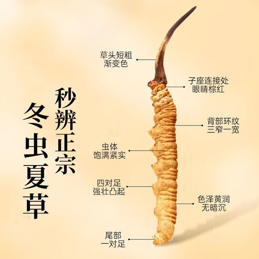 健颐年冬虫夏草正品干货4根/克虫草礼盒装送礼断草 4根1克20克送5根【实发85根】