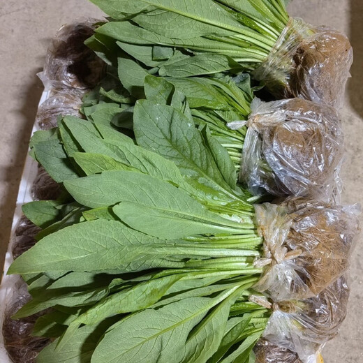 Guangdong Gaozhou sweet wheat seedlings and bitter wheat seedlings take the lead in harvesting with mud and can be harvested all year round. The balcony green plants have a sweet and soft taste. 20 trees