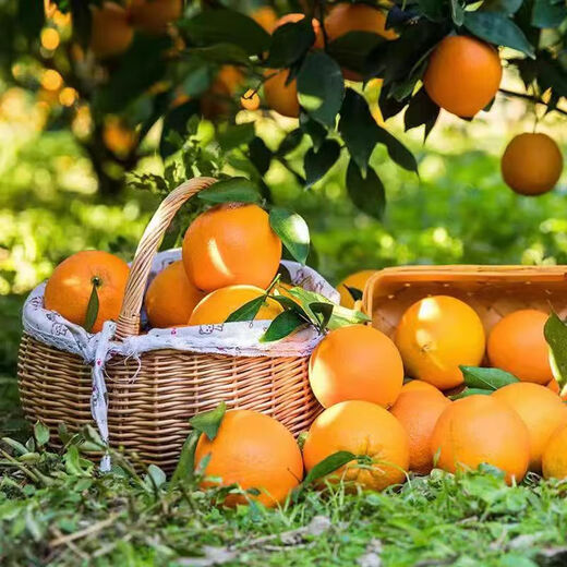 Frische Jinan-Orangen aus Jiangxi, Gannan-Navel-Orangen, frische Orangen aus dem Obstgarten und frisches Obst, Geschenkbox zum Gruppenkauf für die Neujahrsfeiertage. Nettogewicht: 9 Jin Jin entspricht 0,5 kg. Premium-Orange 160–220 g