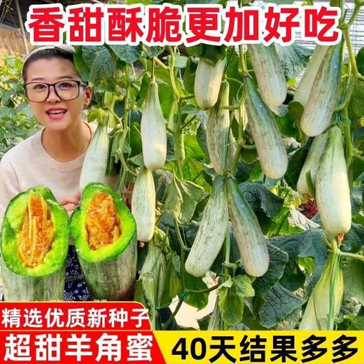Super sweet croissant honey melon seeds, thin-skinned rock sugar melon seeds, four-season seeds, patio balcony potted fruit seeds, many people buy croissant honey seeds, high sweetness, new species, 2 packs of about 200 seeds + fertilizer