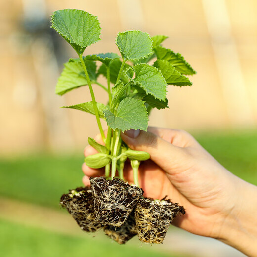 Dayu Boyang No. 9 melon seed seedlings collection, honeydew melon, eight-mile crispy melon seed old variety, Boyang No. 9 melon seedlings, 10 seedlings