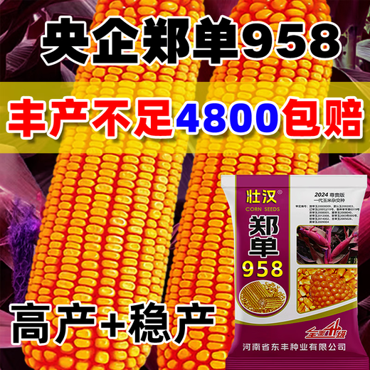 Zhuanghan Academy of Agricultural Sciences National Approval of Corn Seeds Zhengdan 958 High Yield Short Stem Lodging and Drought Resistance Big Stick New Variety Baogu Live Stalk Mature 3Jin Jin equals 0.5kg South and North Tong has a high germination rate