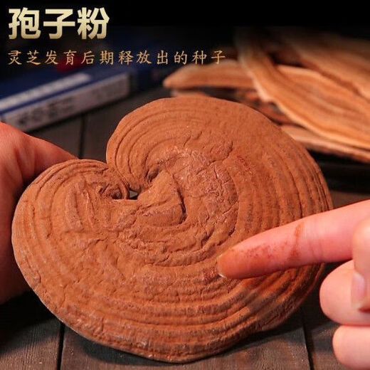 白云山长白山优选灵芝孢子粉头道林芝孢子粉赤灵芝种子粉质细腻礼盒 特级灵芝孢子粉【500克】两瓶 送灵芝片一袋