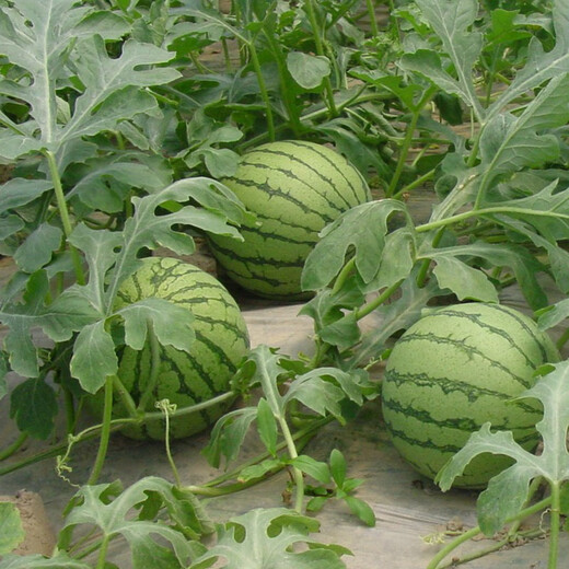 Jingyan watermelon seeds super sweet small watermelon Jingxin 8424 rock sugar unicorn melon Academy of Agricultural Sciences watermelon seedlings lazy melon seeds Jinglan yellow flesh watermelon 5g