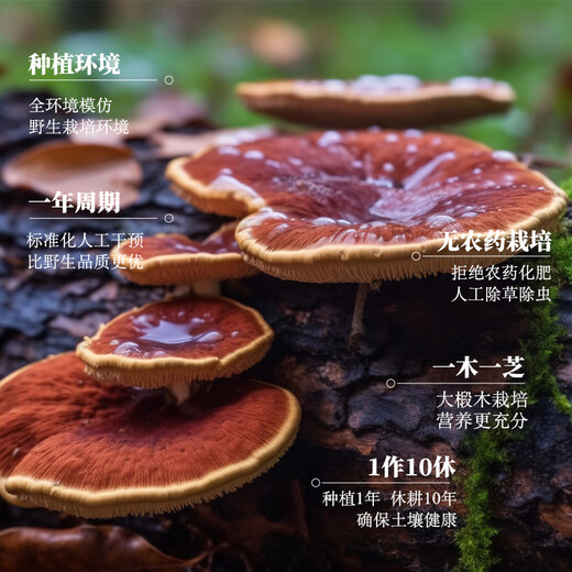 仙祉谷 有机破壁灵芝孢子粉200g(50g*4) 长白山孢子粉中老年病后体虚体弱多病食欲不振 礼盒装200g