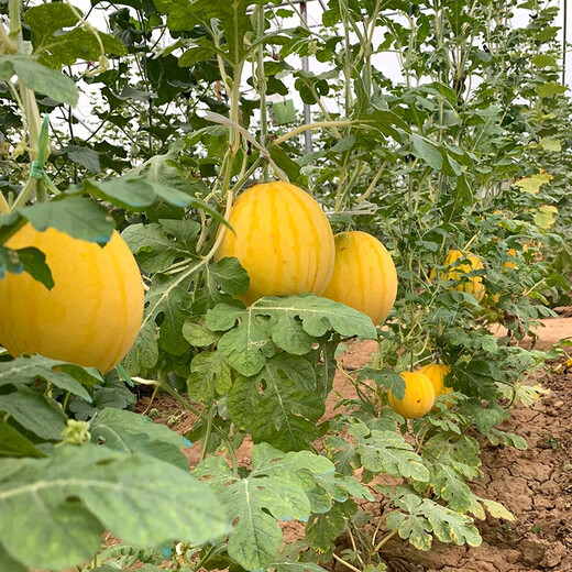 Zhongke Maohua Fruit Seeds Jin Linglong Golden Handsome Watermelon Seeds Yellow Skin Red Flesh Gift Watermelon Seeds Small Super Sweet Picking Garden Zhongke Golden Handsome 20 capsules/bag