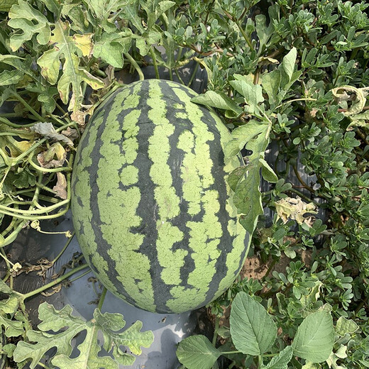Zhongke Maohua Fruit and Vegetable Seeds Zhongke Sweet King Watermelon Seeds Angfei Legend Sweet King Hybrid High Round Sweet King Big Red Flesh Zhongke Sweet King 100g/box