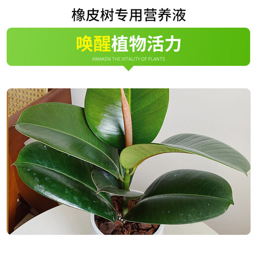 Shangyang rubber tree plant nutrient solution 500ml gardening flower potted flower fertilizer hydroponic planting organic fertilizer foliar fertilizer