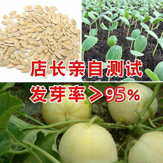Japanese Sweet Treasure Melon Seeds without scaffolding, super sweet thin skin, large Sweet Treasure Melon seeds for spring, summer and autumn, four seasons fruit seeds without scaffolding, Sweet Treasure Melon Seeds, 2 packs, 200 capsules