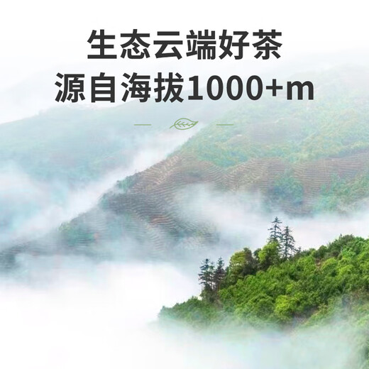 顶青湖 凤凰单枞茶蜜兰香 高山老枞乌岽单丛  潮州工夫茶伴手礼100g