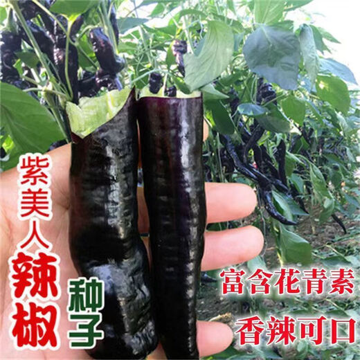 Wangyuanxing black pepper seeds beauty pepper purple skin pepper seeds purple screw pepper four seasons spring and autumn Hangzhou pepper extra spicy king black pepper seeds 1 pack about 300 +