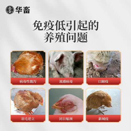 Huazhu Veterinary Astragalus Polysaccharide Crude Extract Cold Pig Cattle Sheep Chicken Virus Immunity Feed Additive 1 Bag Buy 2 Song 1 Astragalus Granules 500g