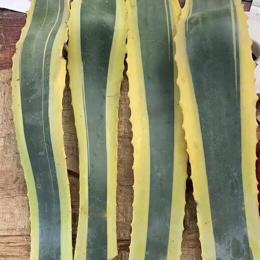 金边莲植物可药用金边兰龙舌兰带刺金边兰龙舌兰苗金边龙舌兰叶片 金边龙舌兰叶子长40厘米左右
