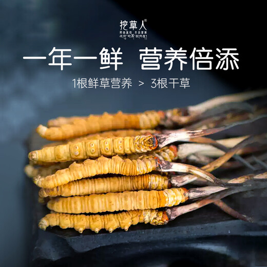 挖草人【西藏那曲】新鲜野生冬虫夏草 2025那曲野生鲜虫草头茬鲜虫草 1.2克/根 那曲野生鲜虫草 20根