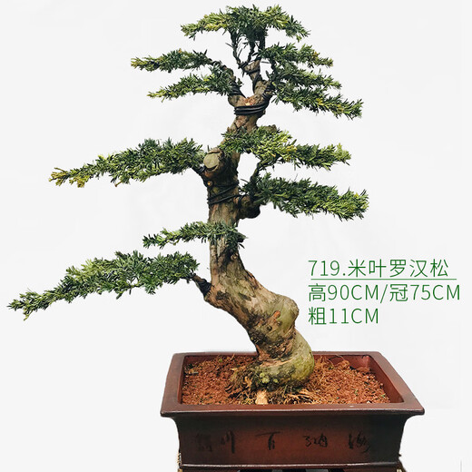 嬉松园罗汉松盆景 米叶罗汉松 珍珠红芽罗汉松 庭院客厅盆景 719号