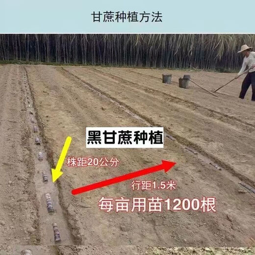 Jingyu Guangxi sugarcane seedlings thin-skinned red-skinned sugarcane seedlings 20 pieces of sugarcane wholesale whole package live fresh seeds selected 5 Guangxi black-skinned sugarcane seedlings middle section