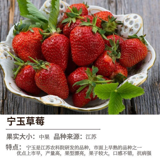 Strawberry seedlings shipped from original soil, flowering and big fruit, cream strawberry seedlings for four seasons, wholesale of current year fruit plug seedlings, 6 Ningyu strawberries, shipped from original soil + fertilizer