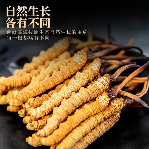 [Tibet Straight Hair] Nagqu First Stubble Cordyceps Authentic High-altitude Dried Cordyceps Gift Boxes First Choice Selected Extra Large Grass 4 Roots/G 100 Roots