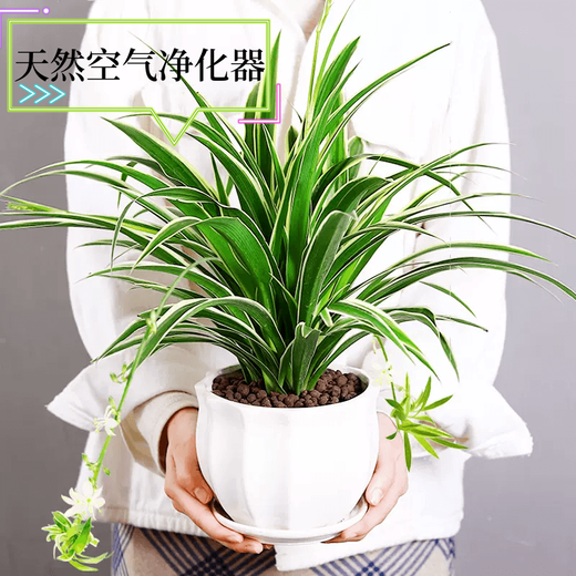 Amazing 18 kinds of spider plants for you to choose Phnom Penh Chlorophytum Various potted flowers Living room hanging tabletop plants purify the air Gold diamond with pot