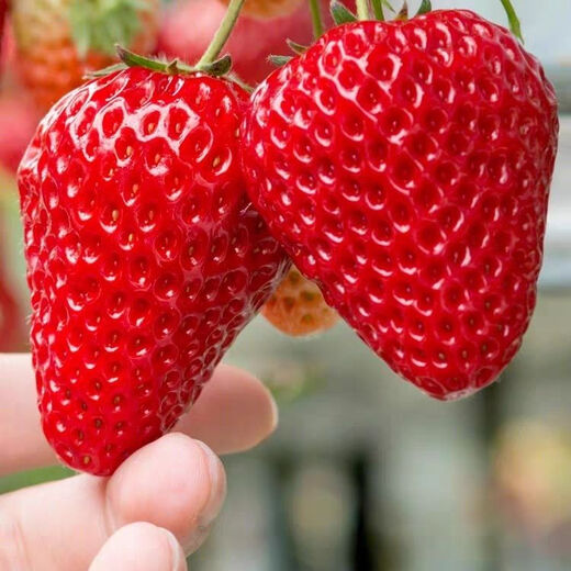 Four Seasons Cream Strawberry Seeds Spring and Autumn Home Balcony Potted Plants for Beginners Easy to Grow Fruit Red Strawberry Seeds Cream Red Strawberry Seeds/pack of about 100 seeds 1 pack of about 100 seeds