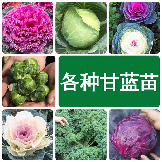 Winter vegetable seedlings, autumn and winter collection of various cold-resistant vegetable seedlings, southern seasonal balcony potted seedlings in autumn, 50 leek roots