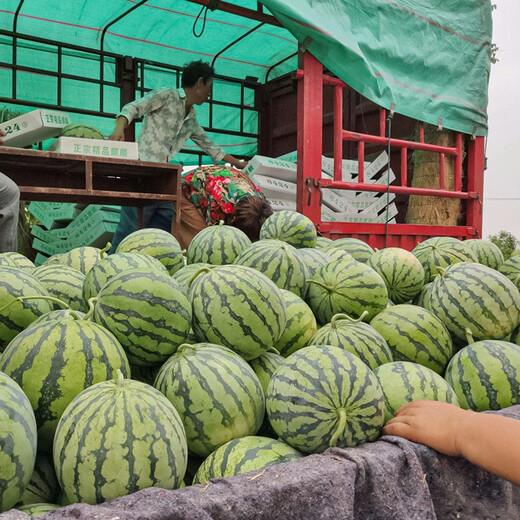 Shouhe crunchy type 8424 watermelon seeds, early mature, thin-skinned, summer and autumn seeds, watermelon seeds, 8424 watermelon seeds, 40 seeds + 10 seedlings