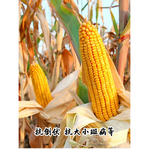 GJXBP early-maturing Zhengdan 958 hybrid field corn seeds, seed feed, fruit corn seeds, Guangdong Xiannuo No. 6/one mouthful of juice/100g national