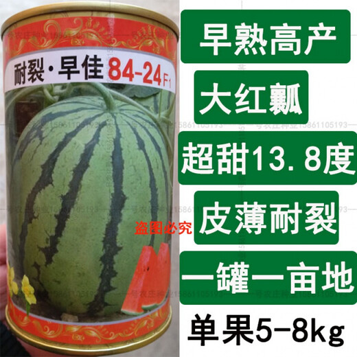 Chunzhiyun Watermelon Seeds Super Sweet Duzaojia 8424 Kirin Resistant to Cracking Red Flesh Early Mature Thin-Skinned Seedless Watermelon Seeds Resistant to Cracking and Thin-Skinned Red Flesh Zaojia 8424 Canned 900 Tablets