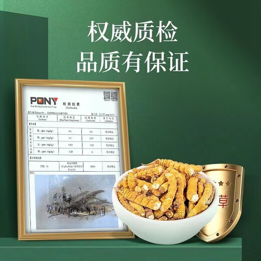 Authentische tibetische Gegend naqu großes gebrochenes Gras frisch cordyceps sinensis gebrochenes gras cordycep